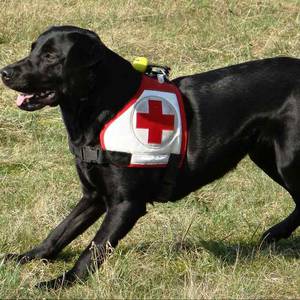 Rettungshund Bravo Bambina besteht Flächenprüfung
